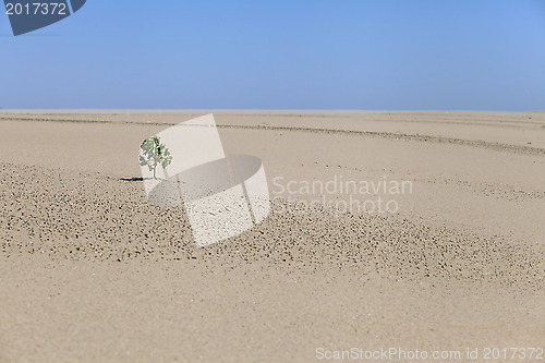 Image of Lonely plant in the desert