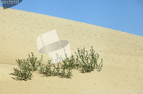 Image of Plants in the sand
