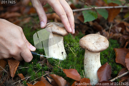 Image of Collecting mushrooms in the woods