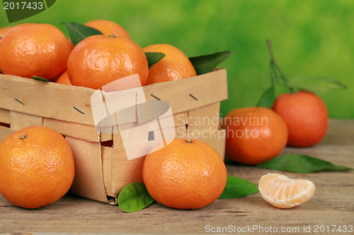 Image of Harvesting tangerines