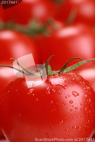 Image of Fresh tomato with water drops