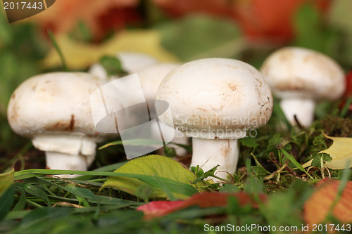 Image of Ripe mushrooms in a forest