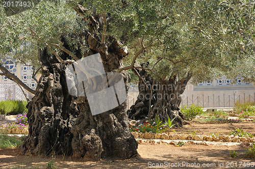 Image of Garden of Gethsemane