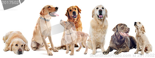 Image of golden and labrador retriever