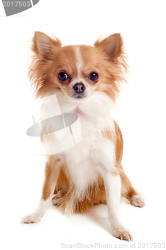 Image of chihuahua