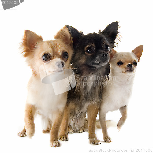 Image of chihuahuas
