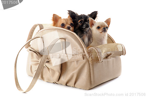 Image of travel bag and chihuahuas