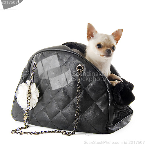 Image of travel bag and chihuahua