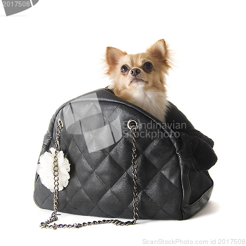 Image of travel bag and chihuahua
