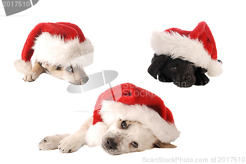 Image of Santa Hat Christmas Puppies