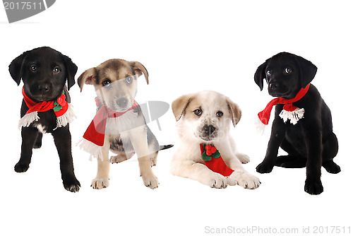Image of Puppies in Christmas Holiday Scarves