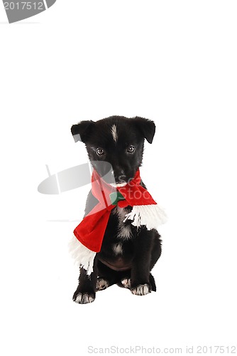 Image of Puppy in a Christmas Holiday Scarf