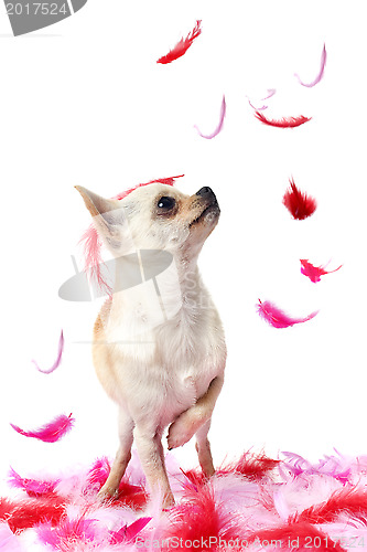 Image of puppy chihuahua with pink feather