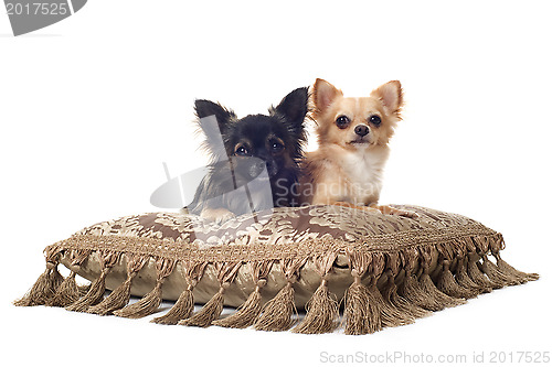 Image of two chihuahuas