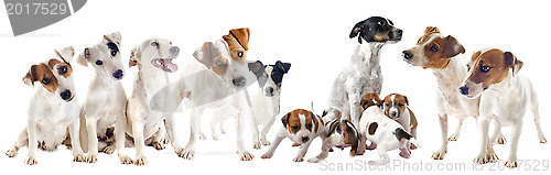 Image of  jack russel terriers