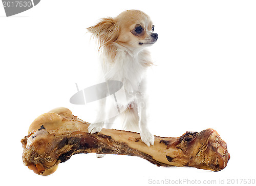 Image of chihuahua and bone