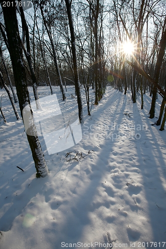 Image of Winter Forest