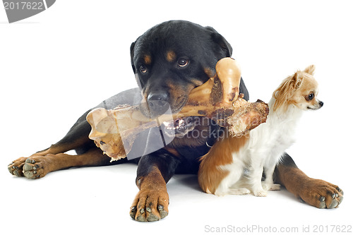 Image of rottweiler, chihuahua and bone