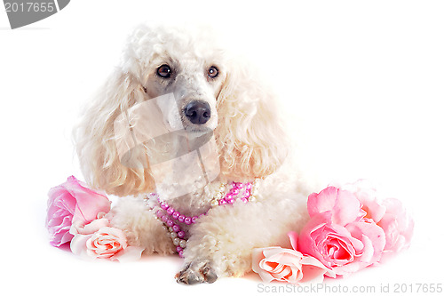 Image of poodle and flowers