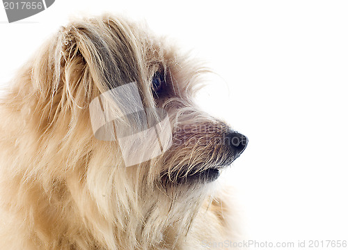 Image of Pyrenean sheepdog 