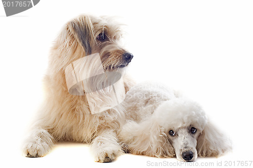Image of Pyrenean sheepdog and poodle