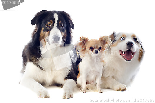 Image of australian shepherds and chihuahua