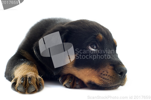 Image of puppy rottweiler