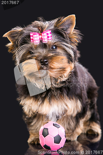 Image of Lovely puppy of Yorkshire terrier with pink bow and ball