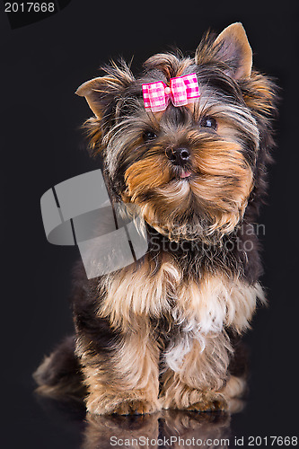 Image of Lovely puppy of Yorkshire terrier with pink bow