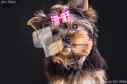 Image of Lovely puppy of Yorkshire terrier with pink bow