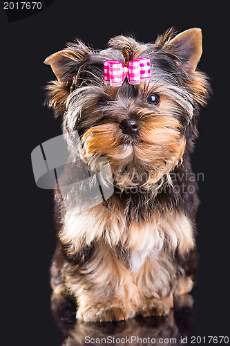 Image of Lovely puppy of Yorkshire terrier with pink bow