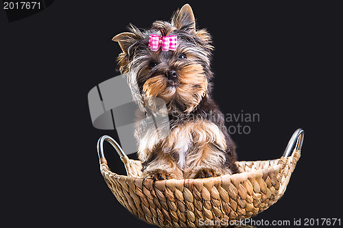 Image of Lovely puppy of Yorkshire terrier sitting in a basket