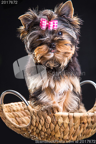 Image of Lovely puppy of Yorkshire terrier sitting in a basket