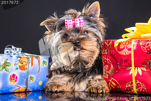 Image of puppy of Yorkshire terrier with new year presents