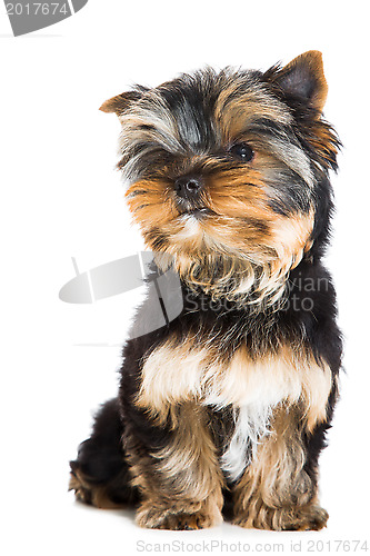 Image of puppy of Yorkshire terrier sitting on isolated white