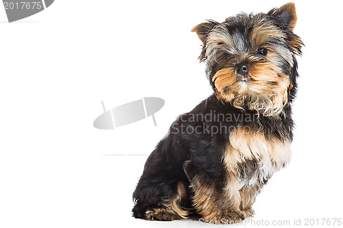 Image of puppy of Yorkshire terrier sitting on isolated white