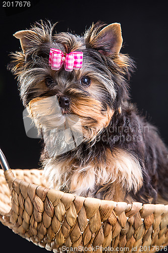 Image of Lovely puppy of Yorkshire terrier sitting in a basket