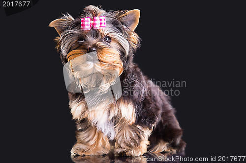 Image of Lovely puppy of Yorkshire terrier with pink bow