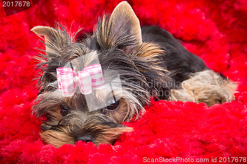 Image of puppy of Yorkshire terrier with pink bow lying on red pillow