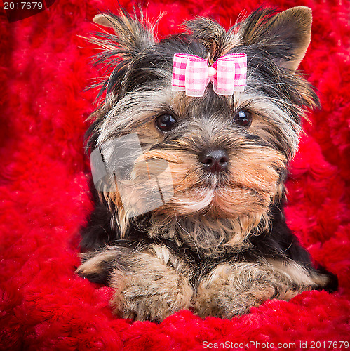 Image of puppy of Yorkshire terrier with pink bow lying on red pillow
