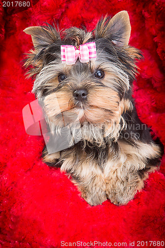 Image of puppy of Yorkshire terrier with pink bow lying on red pillow