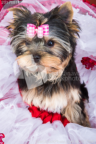 Image of Yorkshire terrier with pink bow lying on red and white chiffon pillow