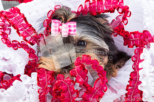 Image of Yorkshire terrier with pink bow lying on red and white chiffon pillow