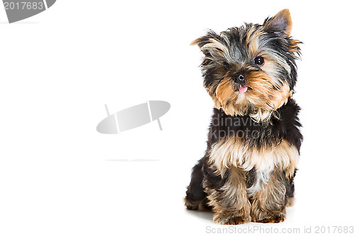 Image of puppy of Yorkshire terrier sitting on isolated white