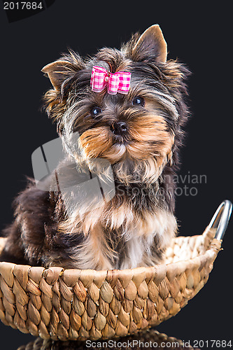 Image of Lovely puppy of Yorkshire terrier sitting in a basket