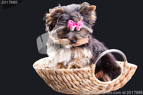 Image of Lovely puppy of Yorkshire terrier sitting in a basket