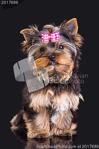 Image of Lovely puppy of Yorkshire terrier with pink bow