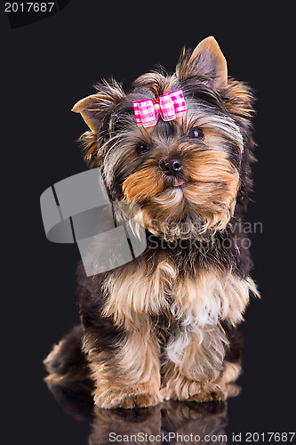 Image of Lovely puppy of Yorkshire terrier with pink bow