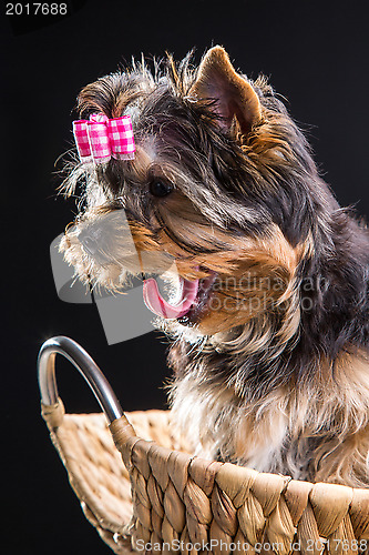 Image of Lovely puppy of Yorkshire terrier sitting in a basket