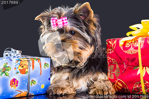 Image of puppy of Yorkshire terrier with new year presents